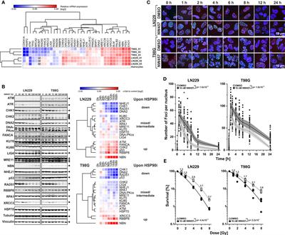 Inhibition of HSP90 as a Strategy to Radiosensitize Glioblastoma: Targeting the DNA Damage Response and Beyond